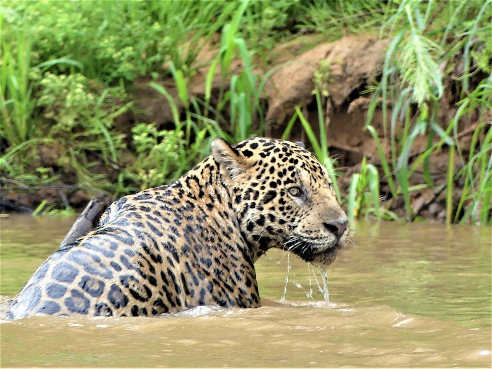 jaguars spotten in de pantanal brazilie
