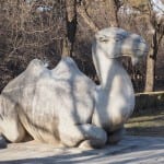 China heilige weg beijing kameel