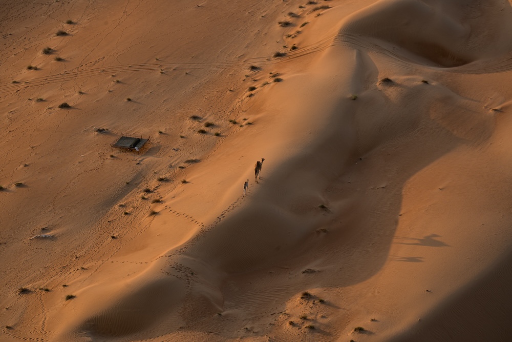 kamelen in Wahiba Sand woestijn