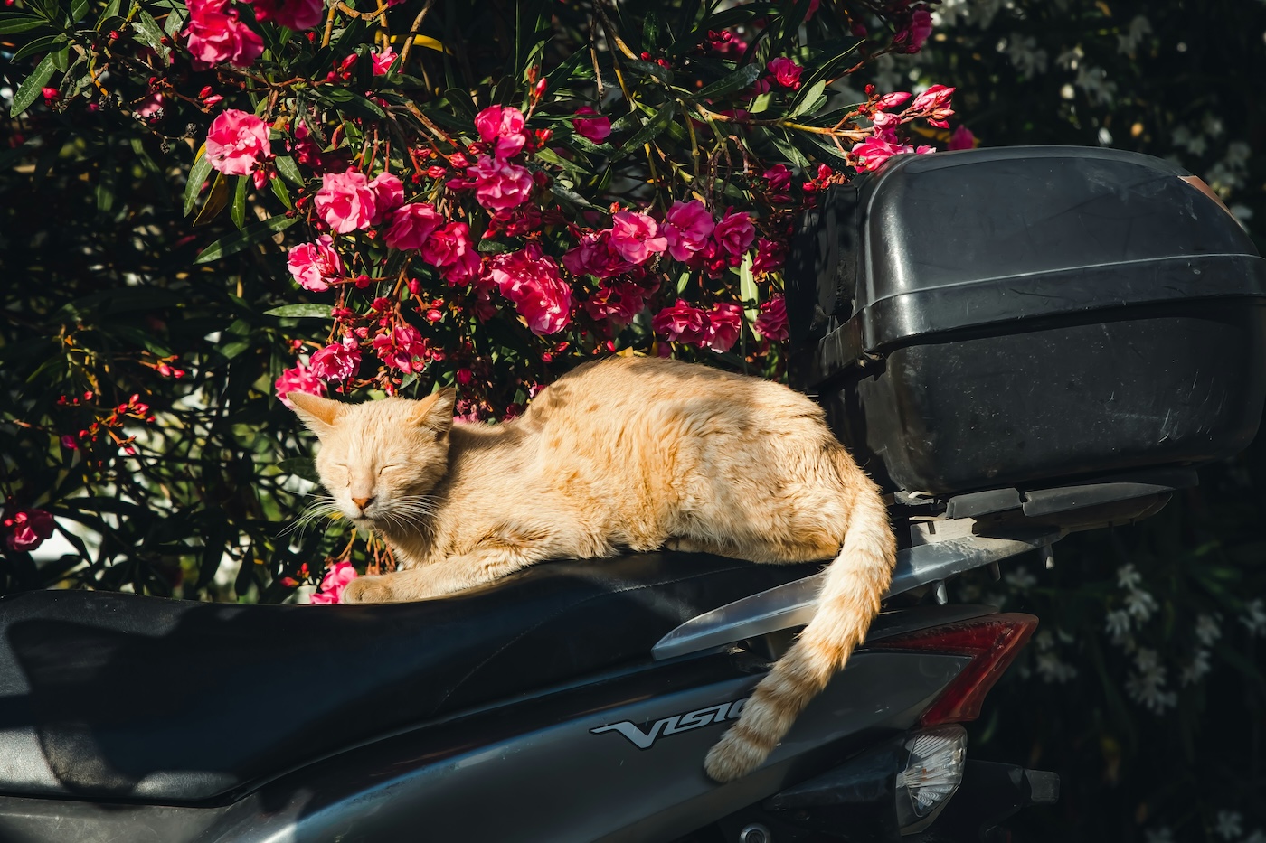 wat te doen op Mykonos scooter huren