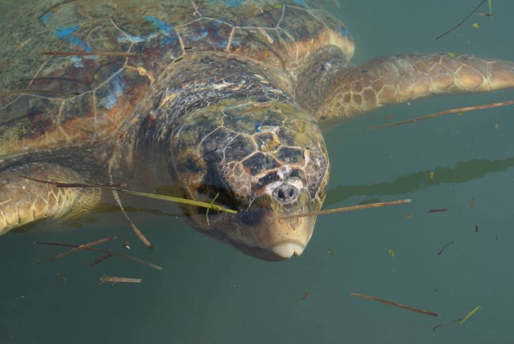 kefalonia-schildpadden-griekenland