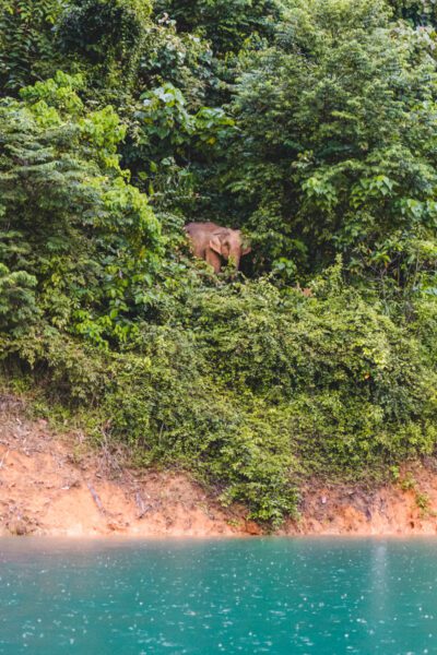 khao sok thailand olifant jungle
