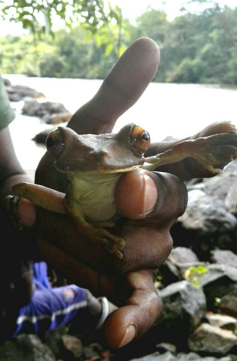 kikkertje suriname