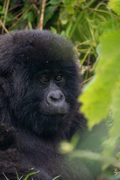 kleine gorilla Rwanda