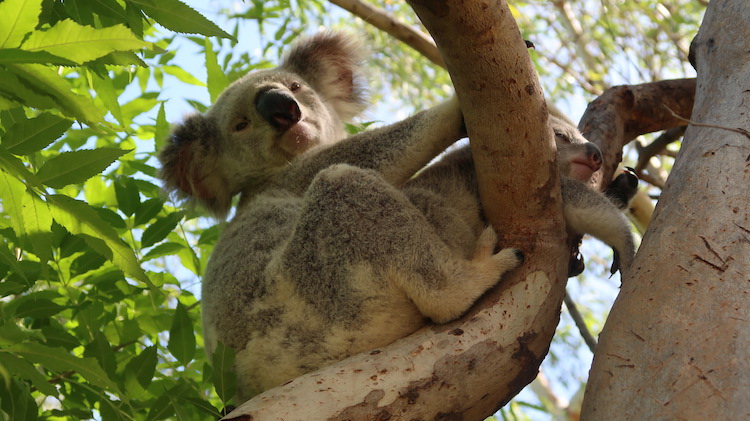 koala alleen backpacken australie
