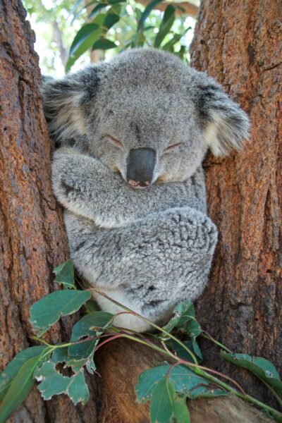 Koala sleeping while hugging a tree trunk among green leaves, eyes closed and paws wrapped around the bark.