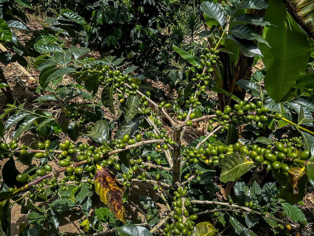 koffiebonen in Colombia