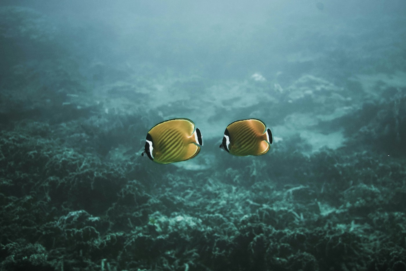 koh tao snorkelen duiken