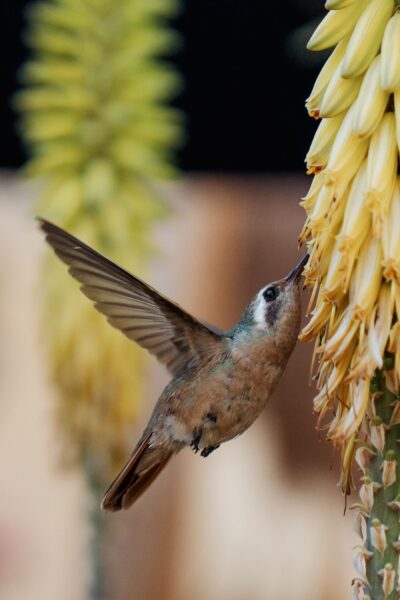 kolibri in todos santos, Baja California