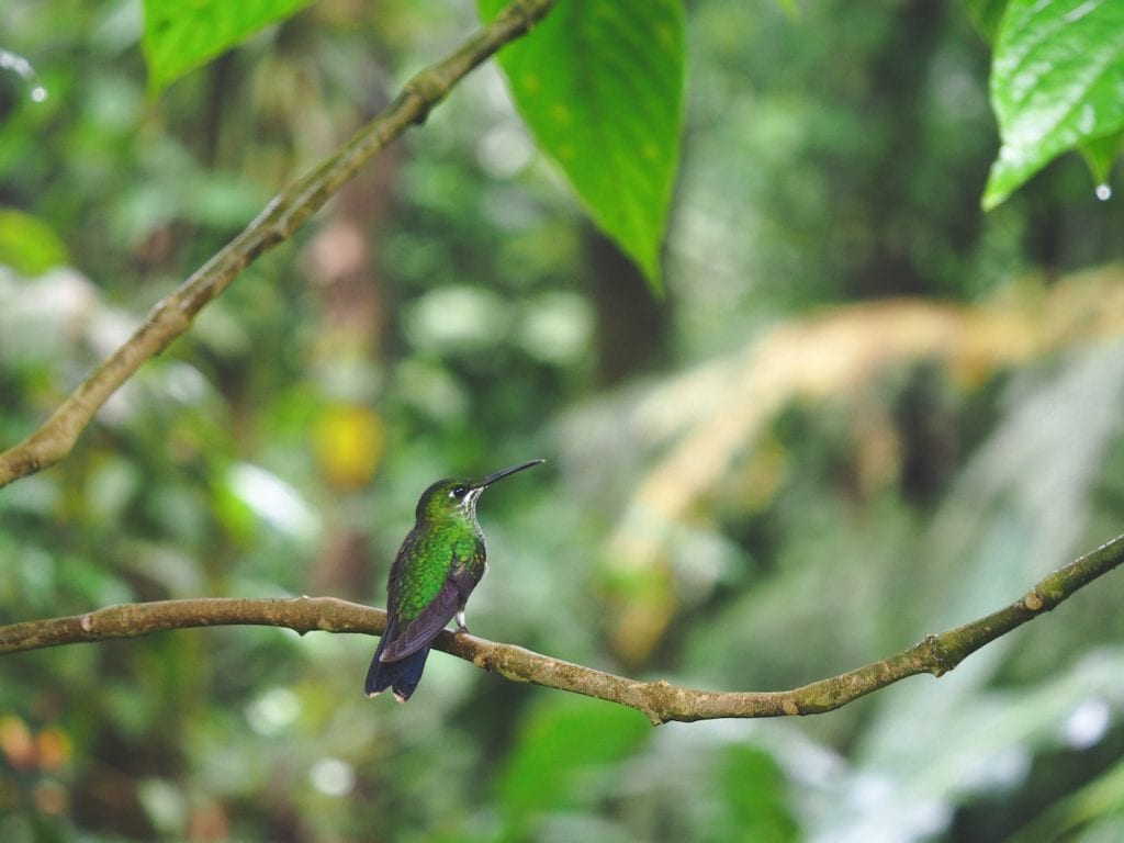 kolibrie costa rica waterval