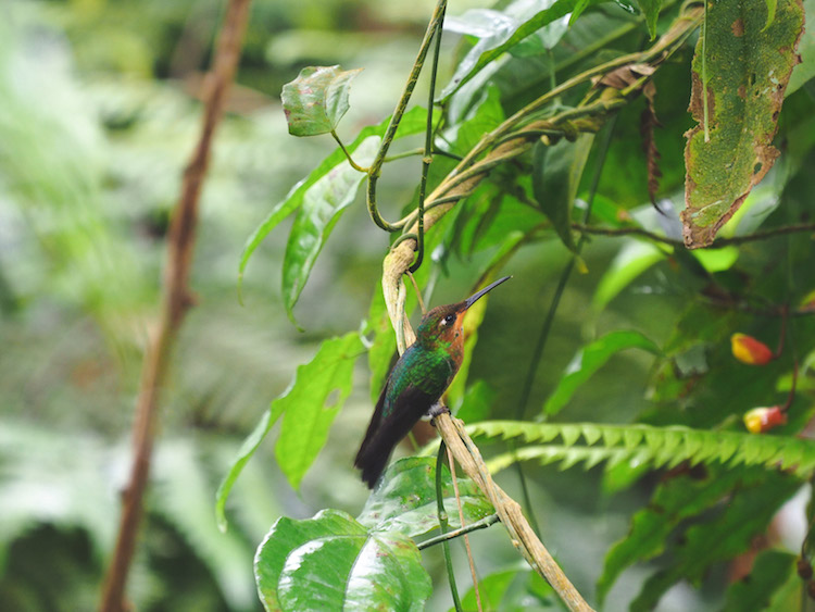 kolibries Catarata del Toro costa rica verhouding