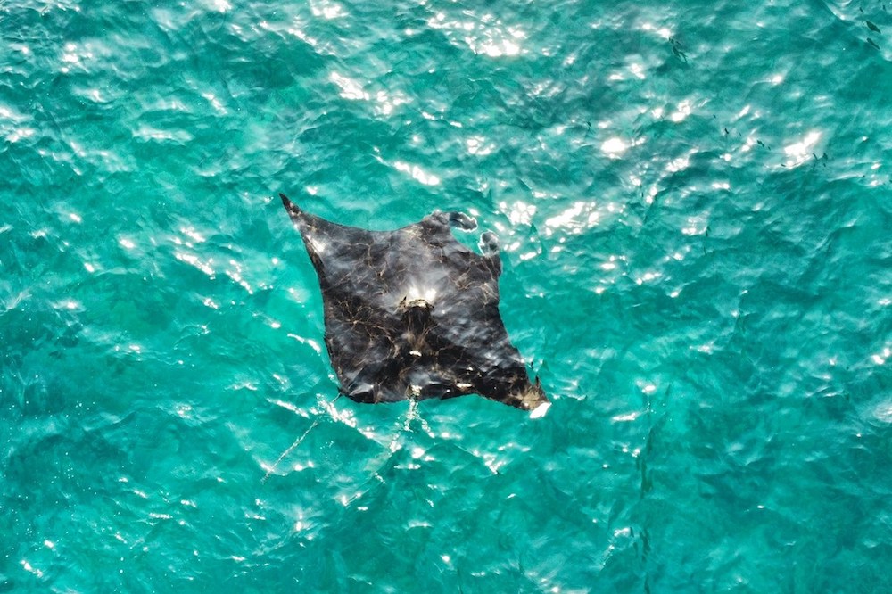 komodo eilanden manta snorkelen