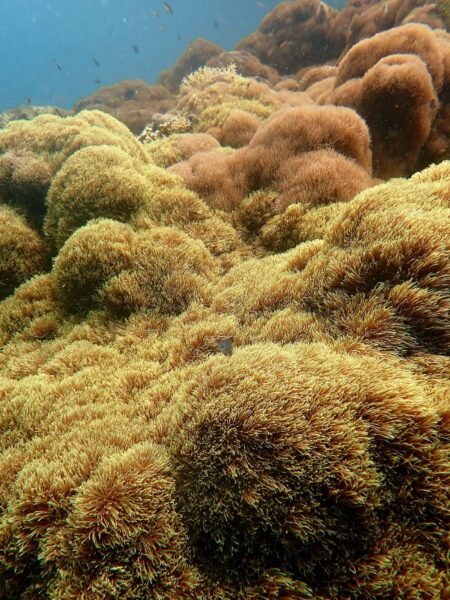 koraal Southern Leyte