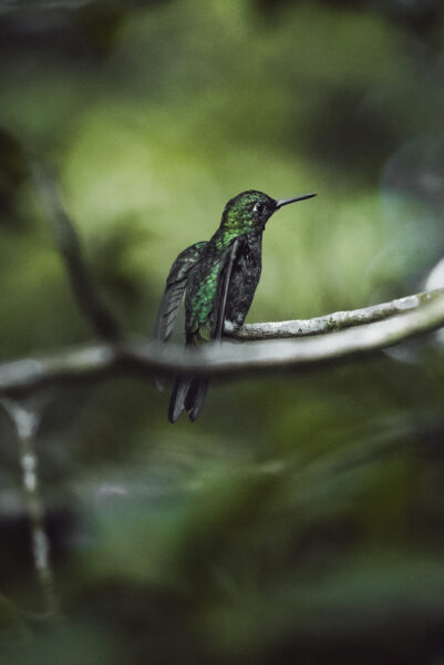 la fortuna wildlife kolibrie costa rica