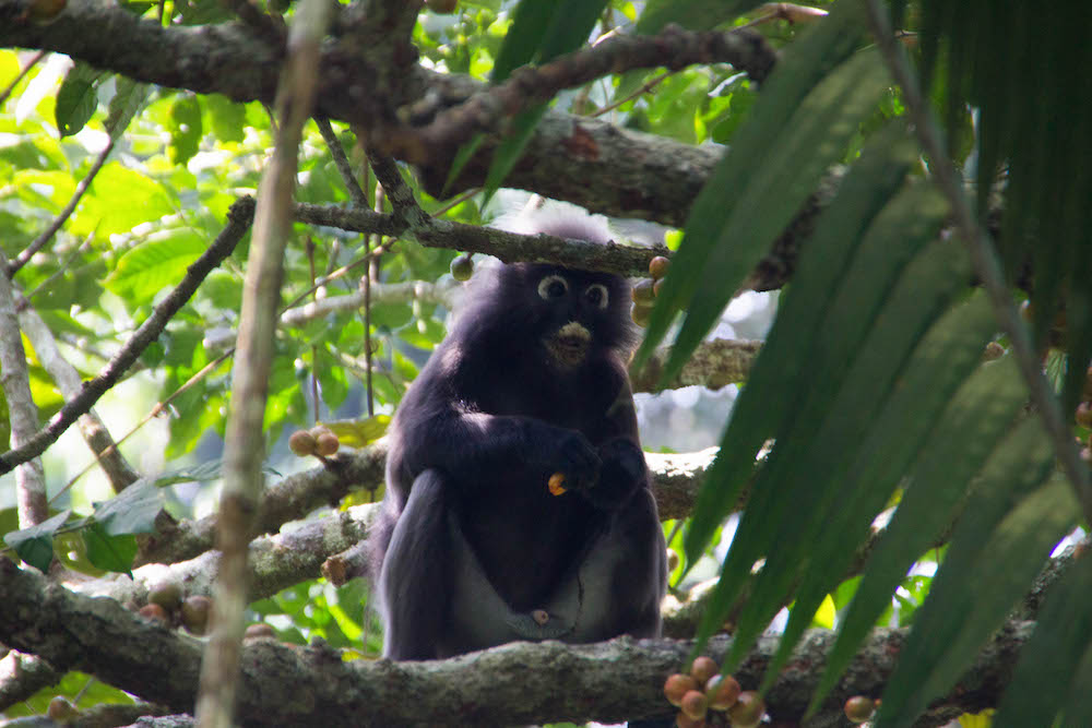 langkawi Dusky Leaf Monkey - jungle