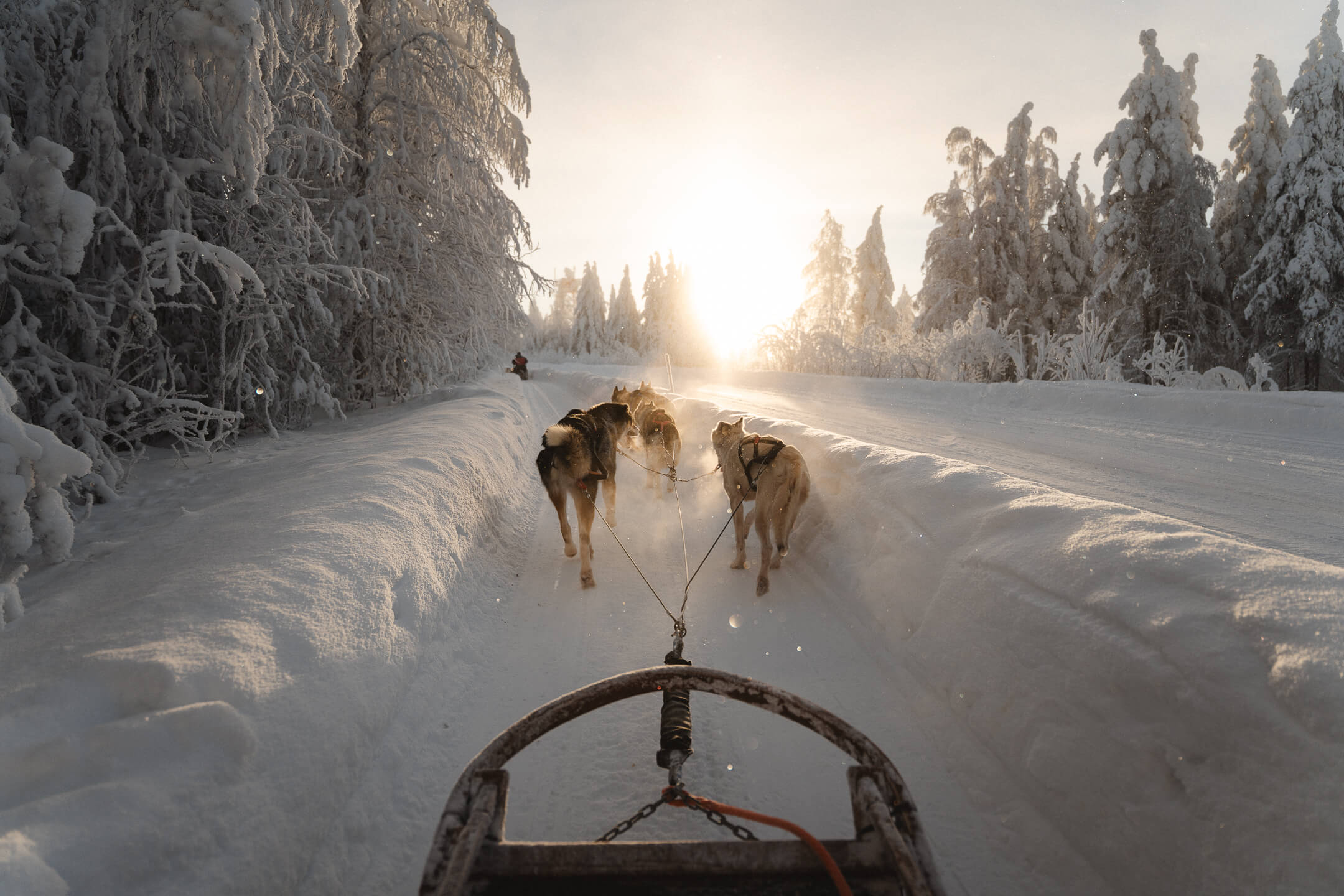 lapland travel review husky safari