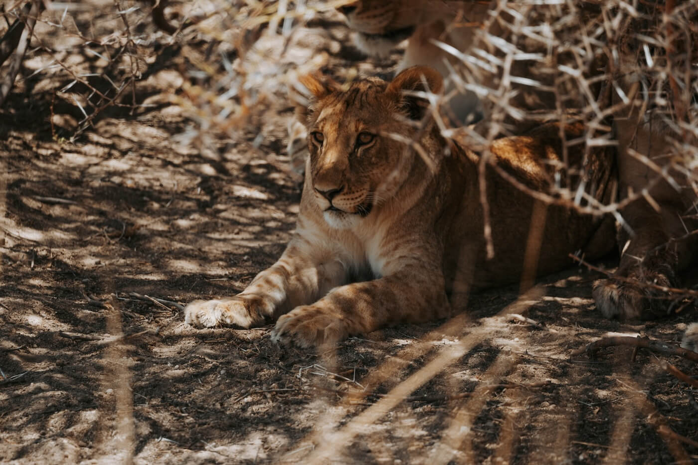 leeuwin Reisroute Namibië, Ethosha,