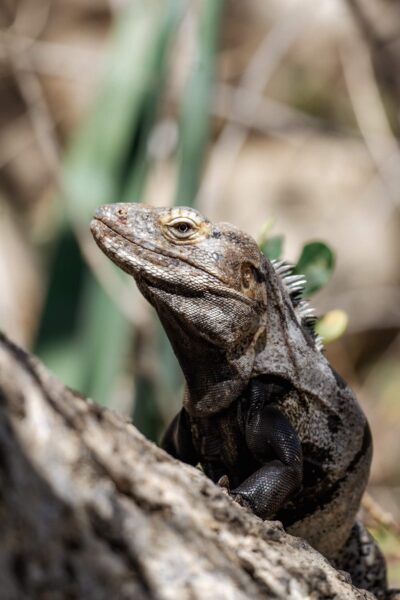 leguaan bij Rancho Ecológico