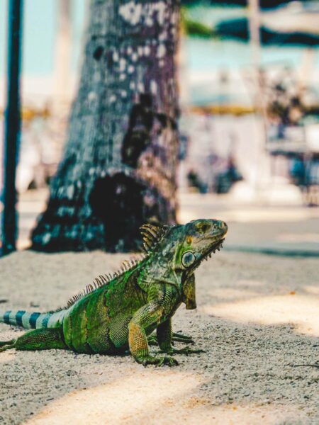 leguaan tijdens rondreis Florida