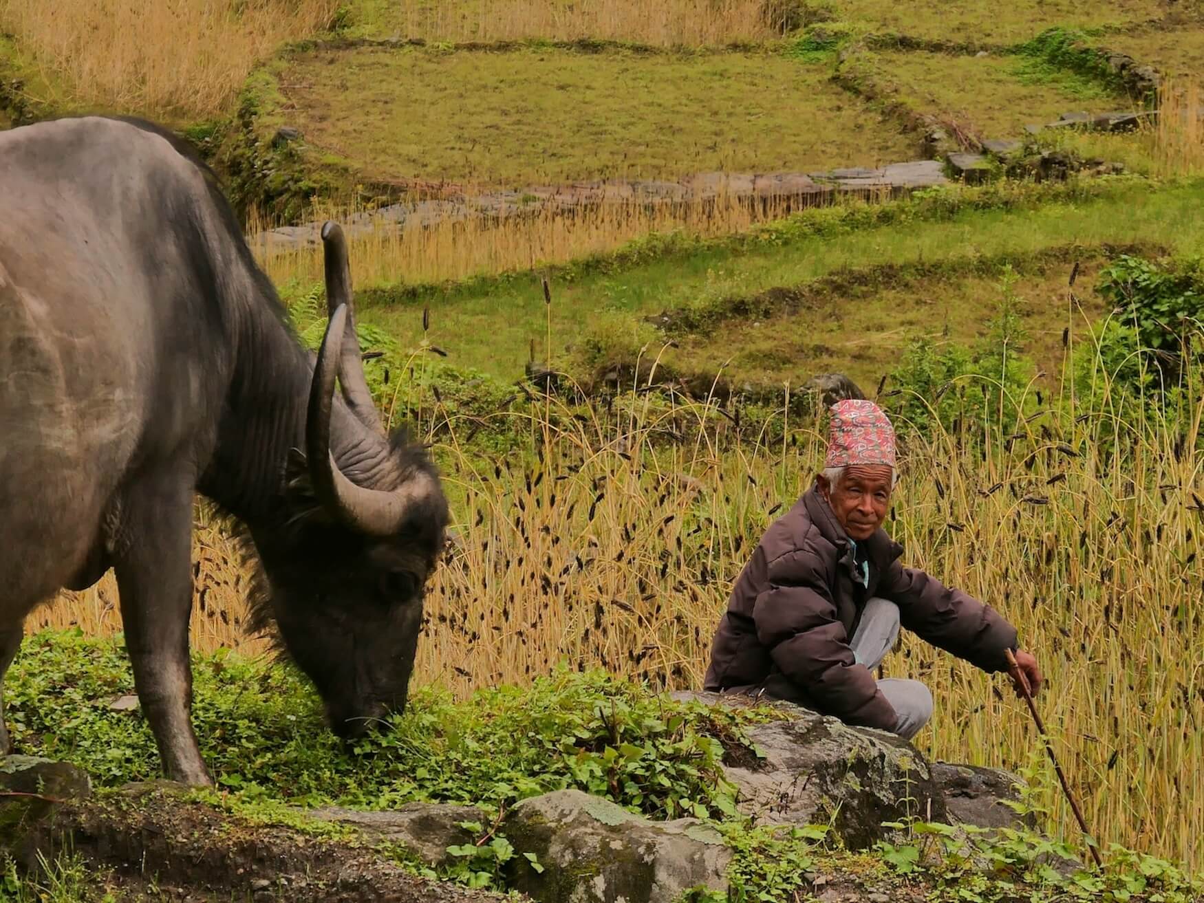 lokale Nepalese man met rund