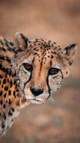 luipaad, Okonjima Namibië