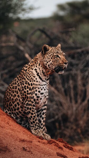 luipaard in Okonjima