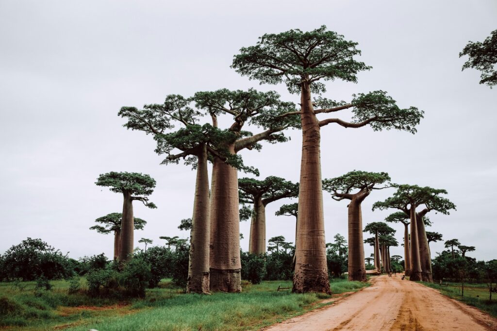 madagascar reizen