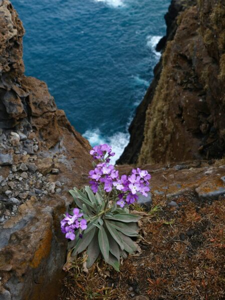 Purple flowers growing from a rocky cliff edge with the blue ocean in the background.