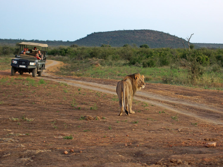 madikwe-zuid-afrika excursies dieren niet doen
