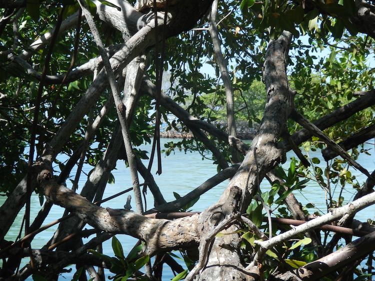 Mangrove in Puerto Rico Caribbean
