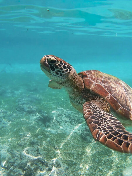 Sea turtle swimming underwater toward the camera in clear turquoise water over a coral reef.