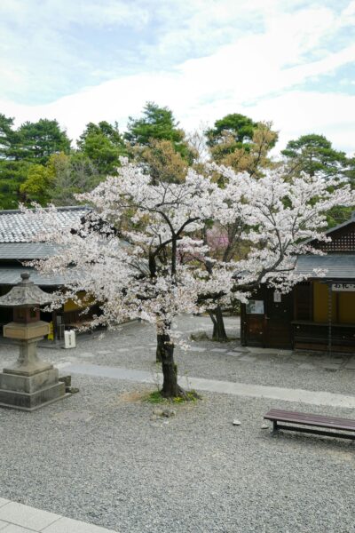 nagano kersenbloesem