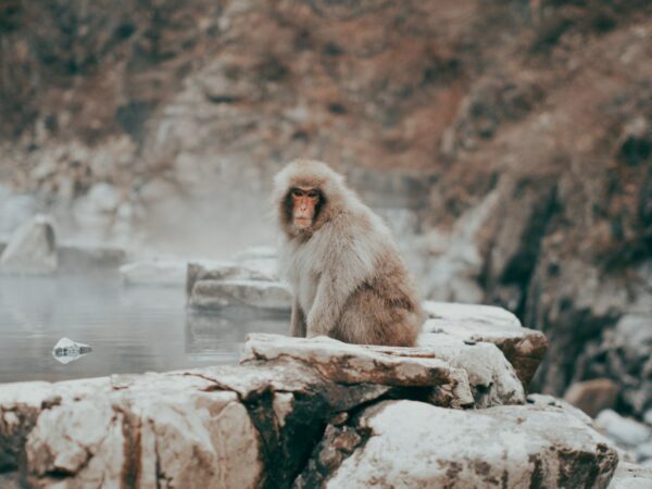 nagano sneeuwapen Jigokudani