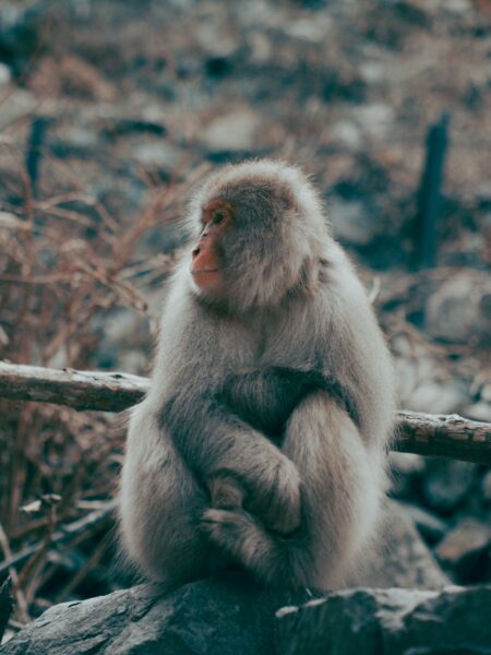 A monkey seated on a rock, holding its hands in front, with a blurred natural background and a branch nearby.