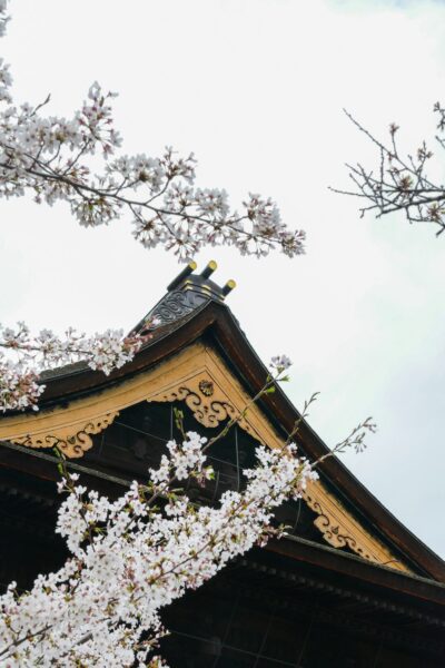 Traditional wooden temple roof with ornate gold trim framed by blooming cherry blossoms in springtime