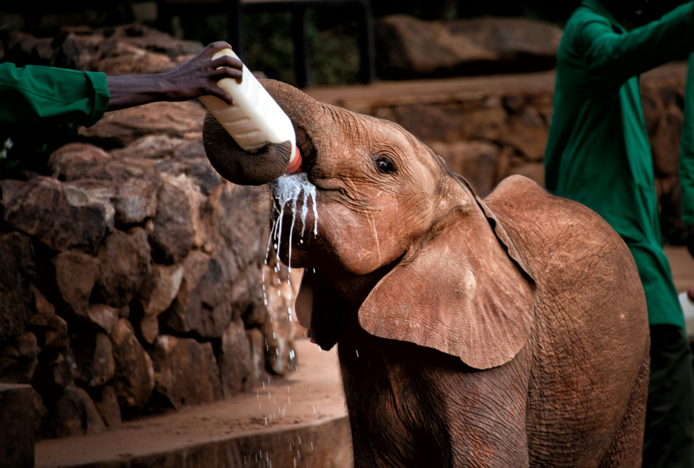 nairobi Elephant Orphanage