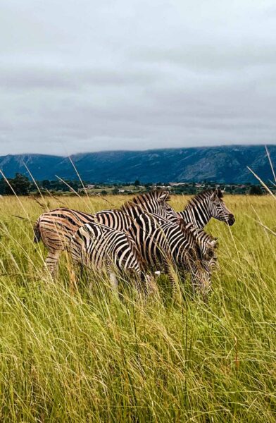 natuur in eswatini zuid afrika