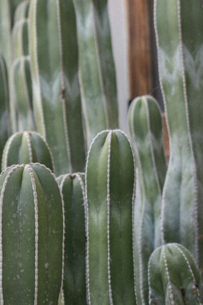 Close-up of tall green columnar cacti with vertical ridges and white spines along each rib.