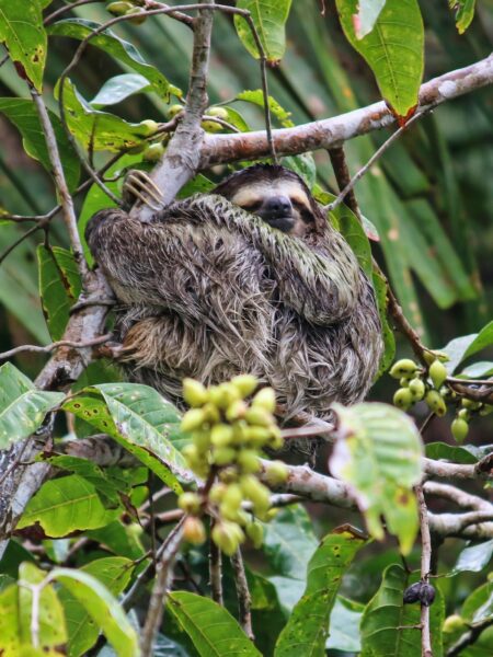 natuur panama luiaard