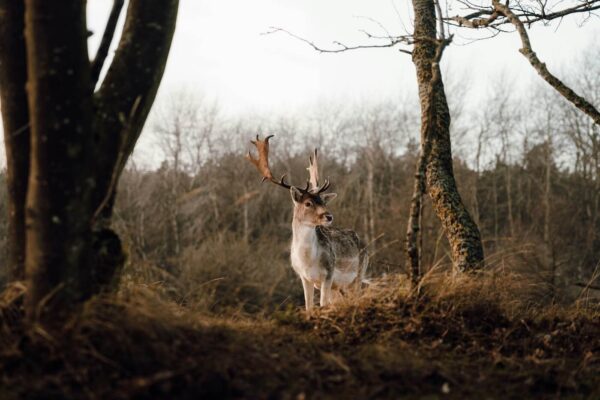 nederland bossen veluwe dieren