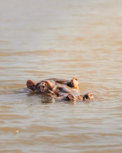 Hippo half-submerged in water, only eyes, ears and snout visible above the surface.