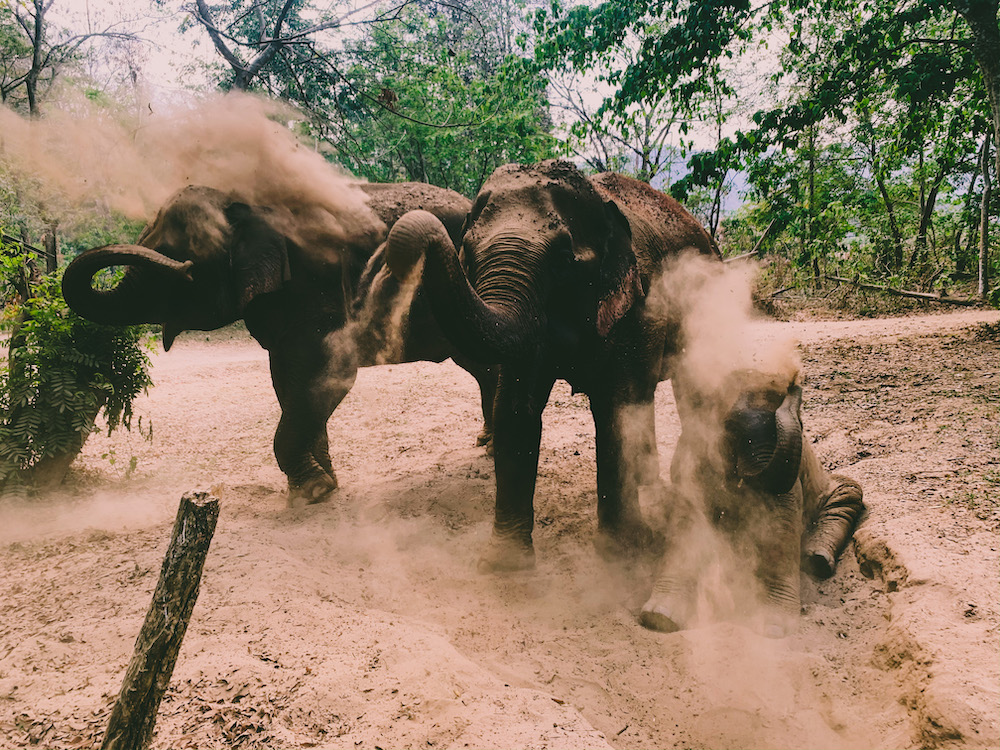 noord thailand olifanten