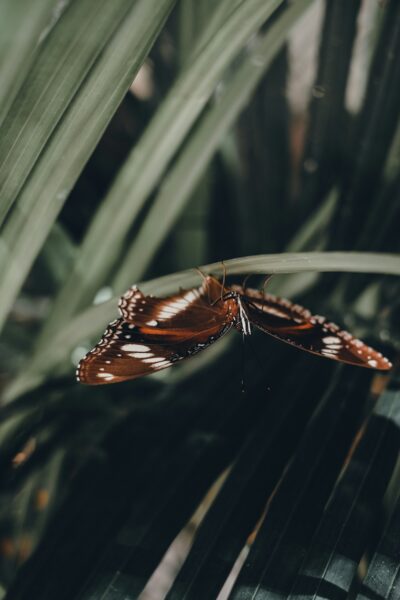 noosa dieren vlinder