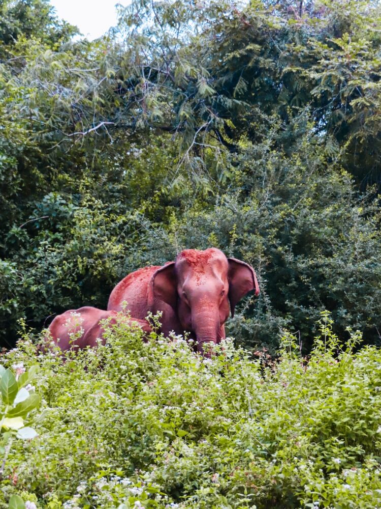 olifant yala national park