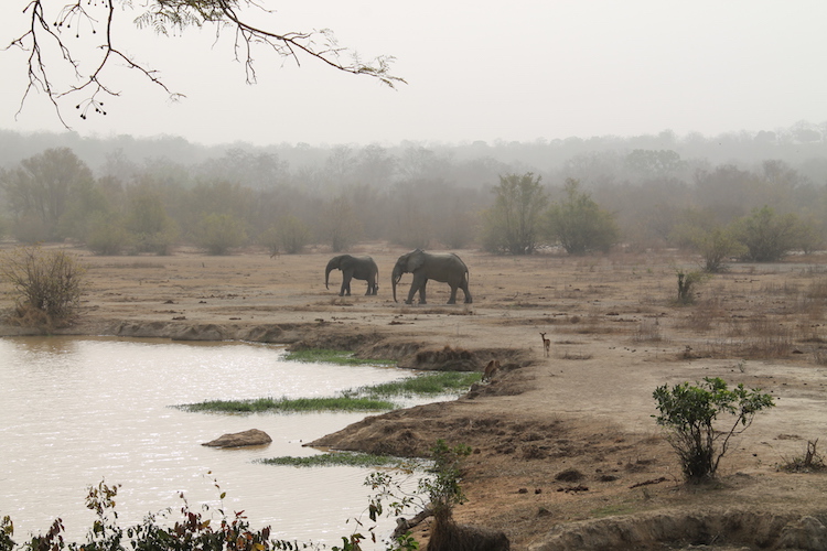 olifanten tijdens Ghana rondreis