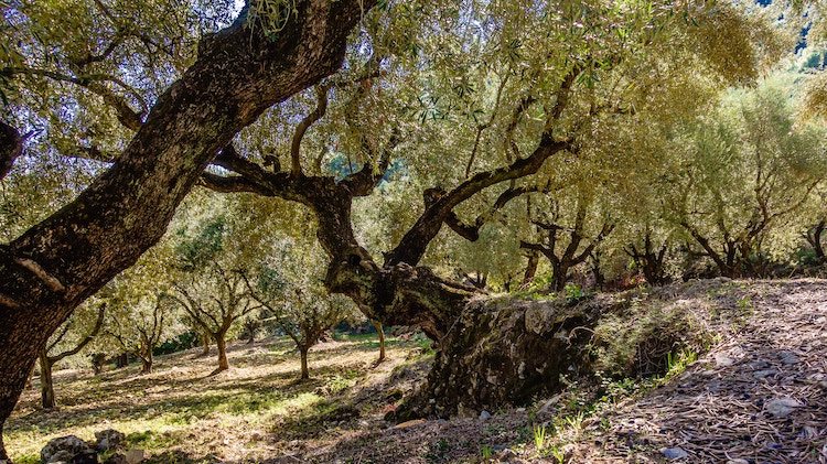 olijfgaard op zakynthos