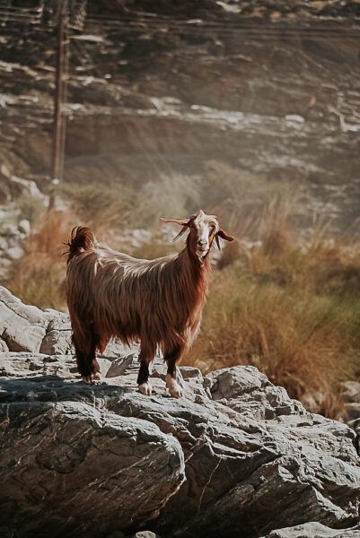 Geit Snake Canyon Oman