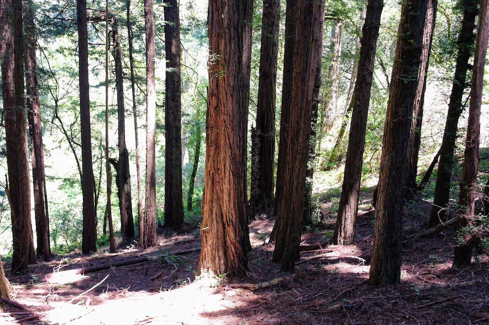 omgeving san francisco Dipsea Trail - Muir Woods