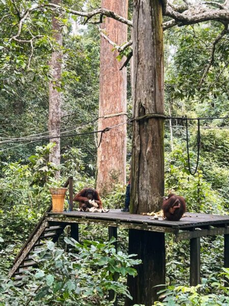 orang oetans in Sandakan