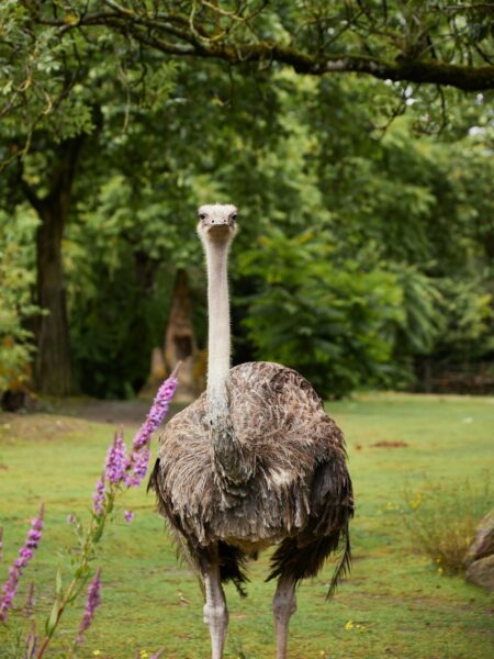 oudtshoorn struisvogels